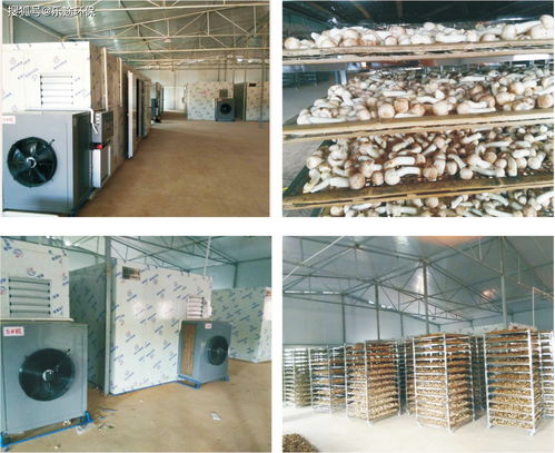 食品烘干設(shè)備 為何需要烘干食用菌香菇及烘干機(jī)選型要點